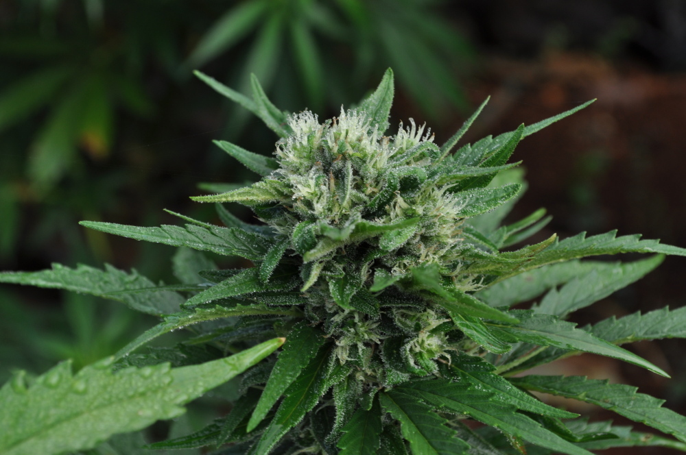 Mr. Nice Seeds - U2 (reg.)