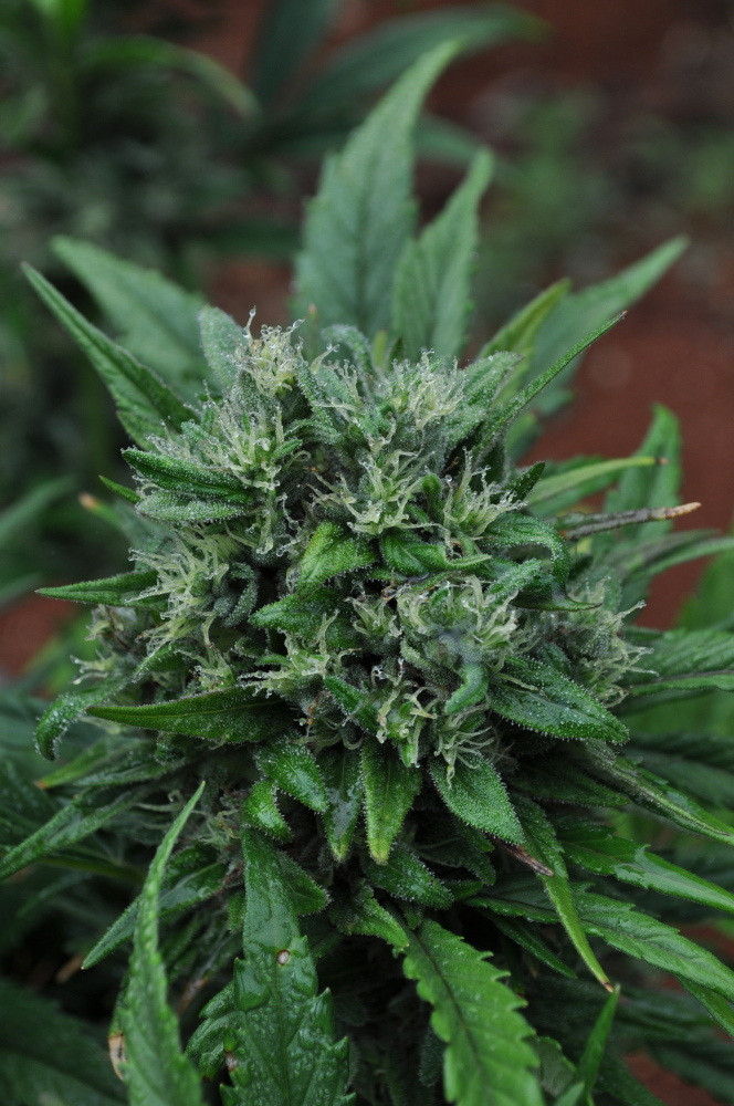 Mr. Nice Seeds - U2 (reg.)