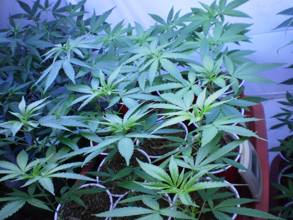 Mr. Nice Seeds - U2 (reg.)
