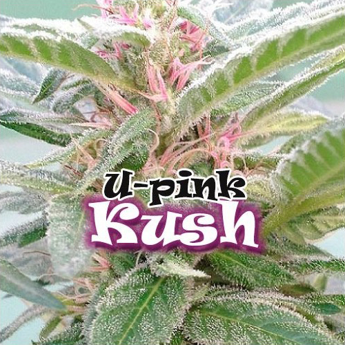 Dr. Underground - U-Pink Kush (fem.)