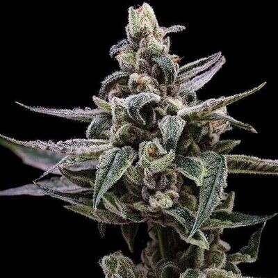 Green Bodhi - Affie OG (reg.) 09306