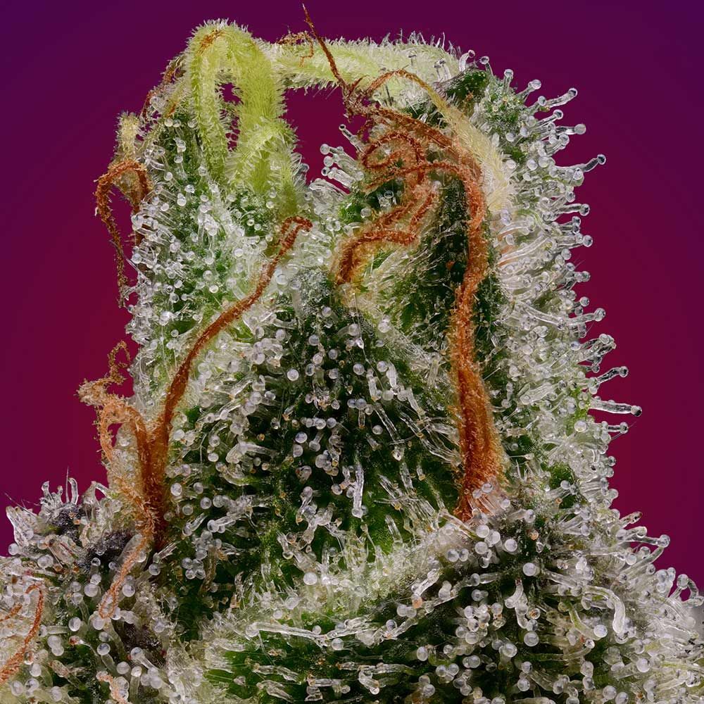 Green Bodhi - Platinum Affie 78 (reg.)