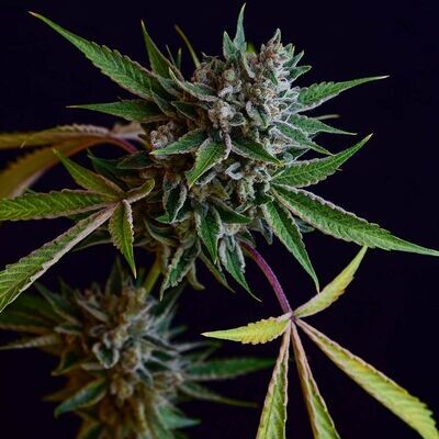 Green Bodhi - Sour Affie (reg.) 09312