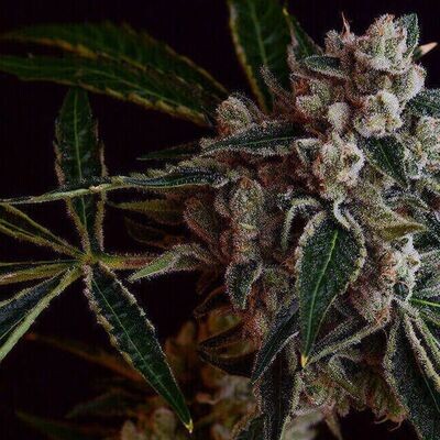 Green Bodhi - LA Kosher Kush (reg.) 09307