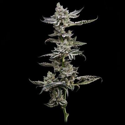 Green Bodhi - Platinum Affie 78 (reg.) 09310