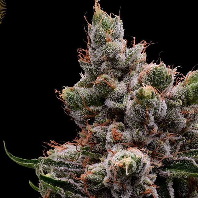 Green Bodhi - Skywalker 78 (reg.)