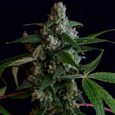 Green Bodhi - OGLA78 BX (reg.) 09309