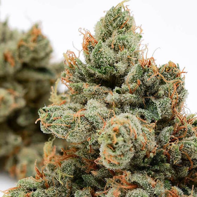 Green Bodhi - Skywalker 78 (reg.)