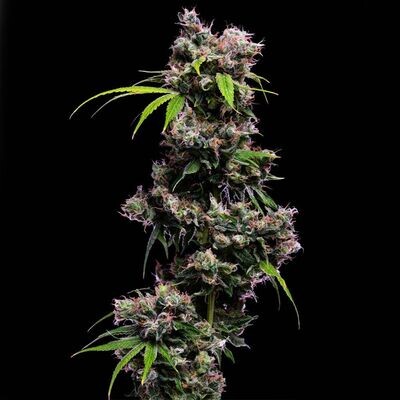 Green Bodhi - Golden Pineapple S1 (fem.) 09313