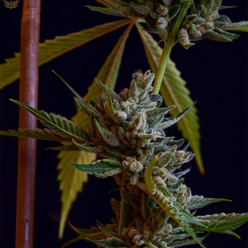 Green Bodhi - Sour Affie (reg.)