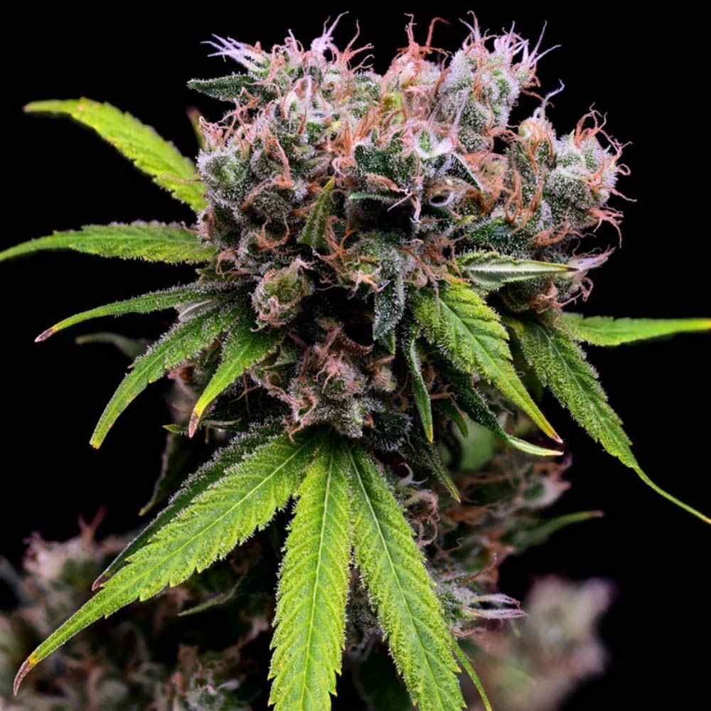 Green Bodhi - Golden Pineapple S1 (fem.)