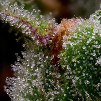 Green Bodhi - Guava Slushy (fem.) 09315