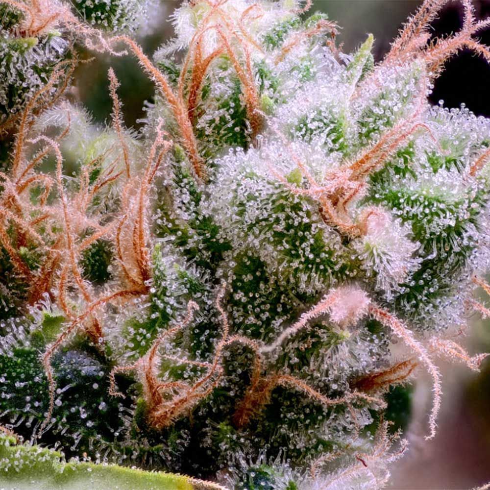 Green Bodhi - Golden Pineapple S1 (fem.)