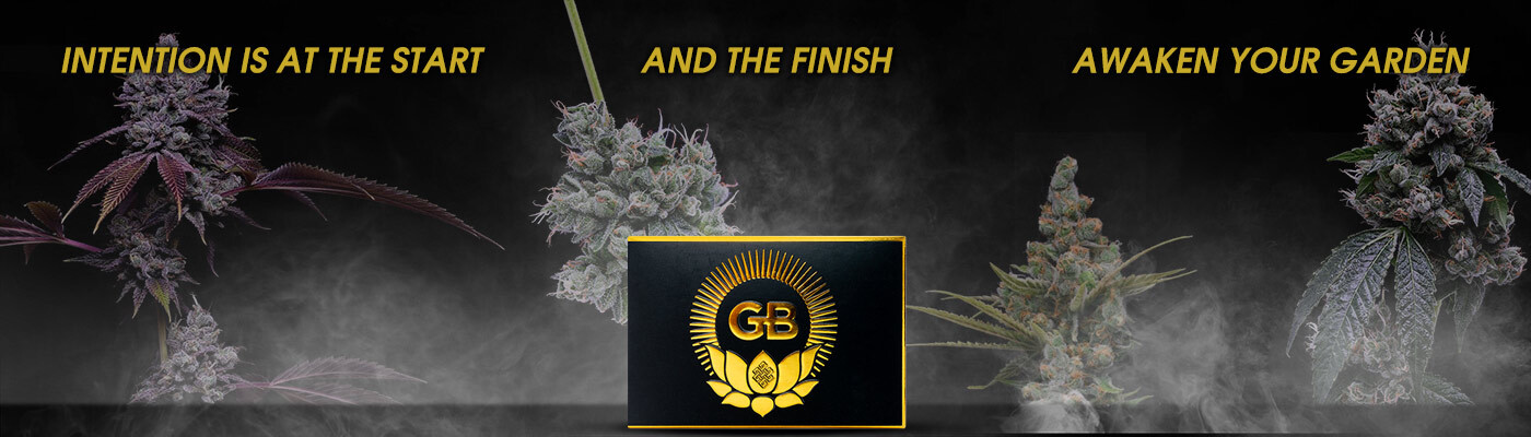 Green Bodhi - Hazy Kush S1 (fem.)