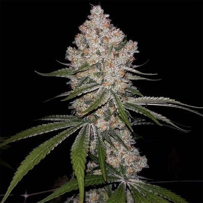 Green Bodhi - Hazy Voyage (fem.) 09318