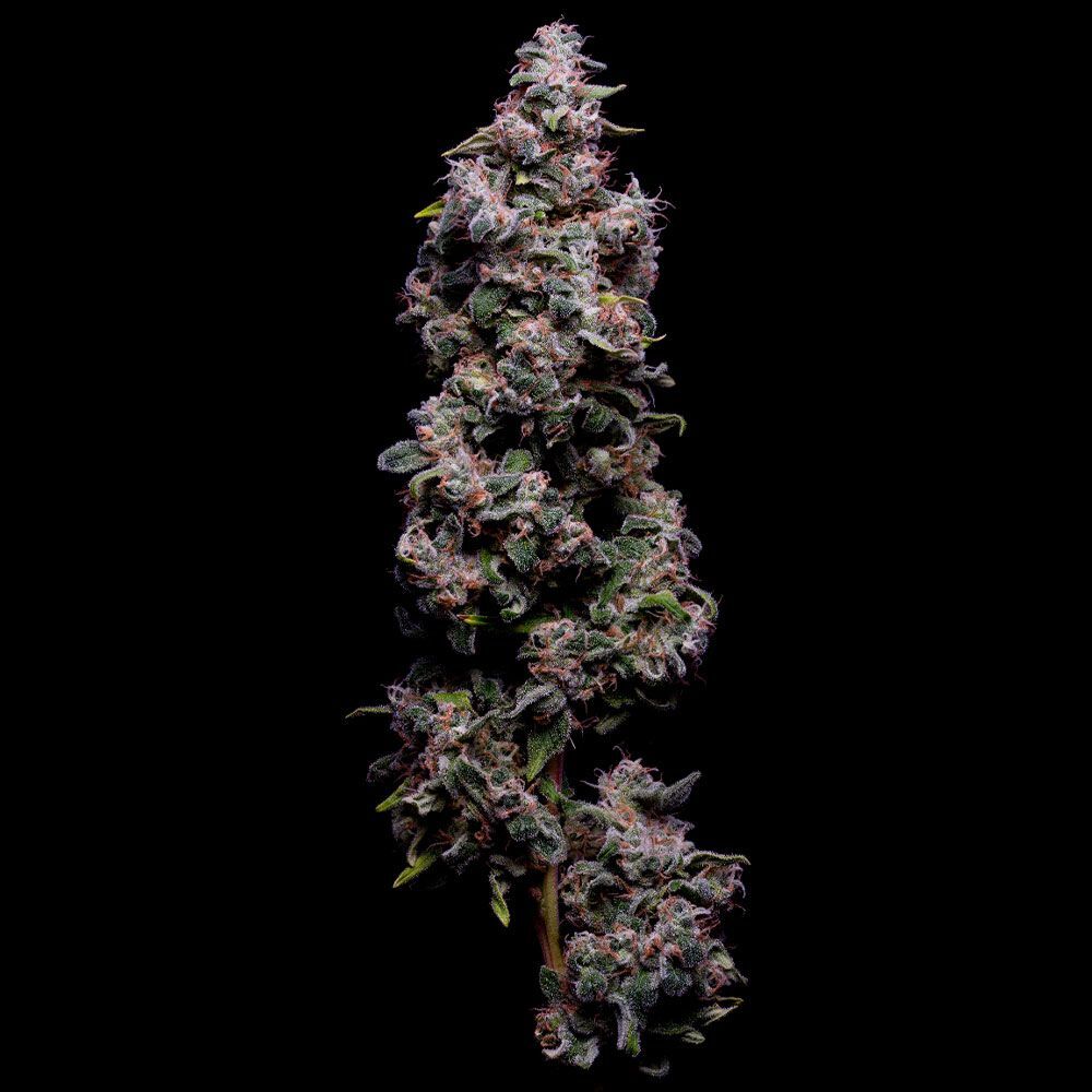 Green Bodhi - Hazy Kush S1 (fem.)