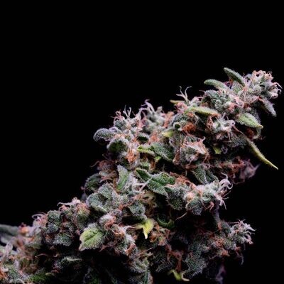 Green Bodhi - Hazy Kush S1 (fem.) 09317