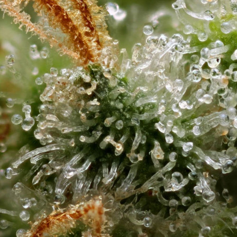Green Bodhi - Hazy Kush S1 (fem.)