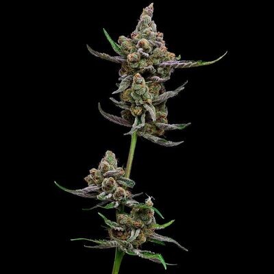 Green Bodhi - Sail Haten (fem.) 09319