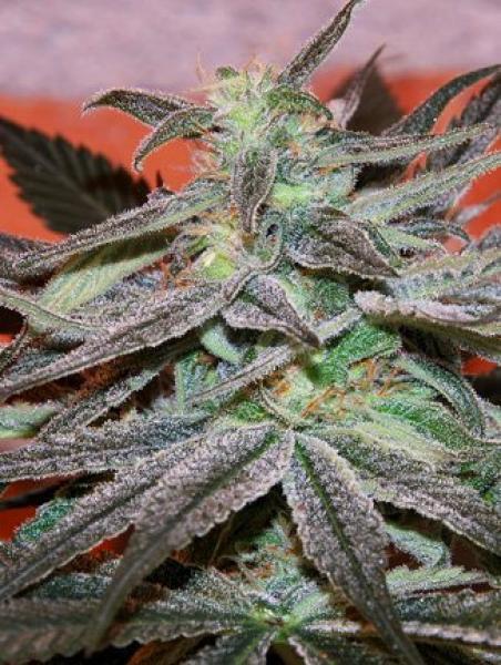 Cannabiogen Seeds - Panama D.C. (fem.)
