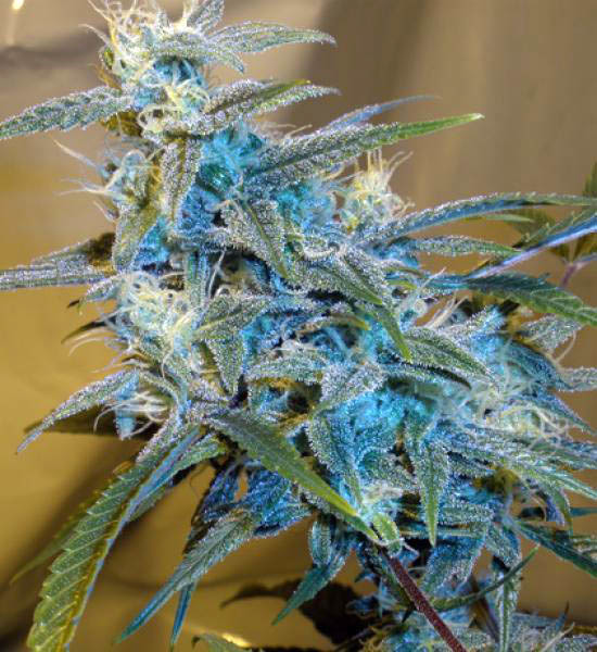 Cannabiogen Seeds - Sugarloaf (fem.)