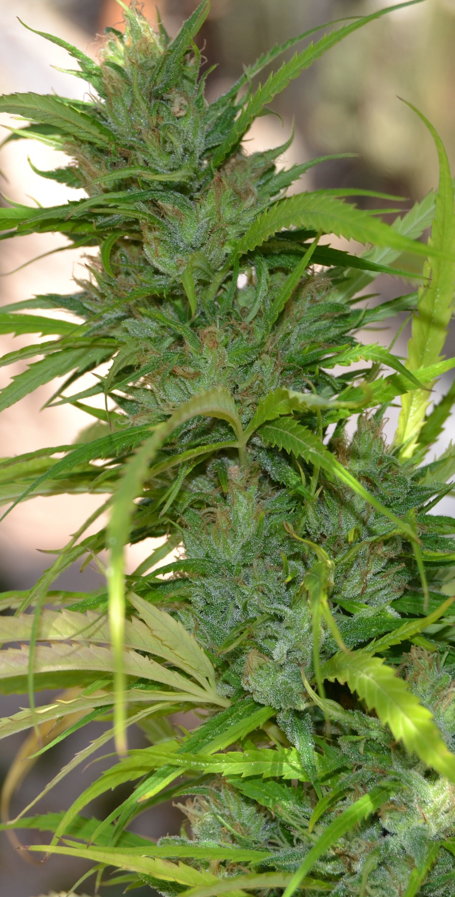 Cannabiogen Seeds - Auto CBG (auto/fem.)