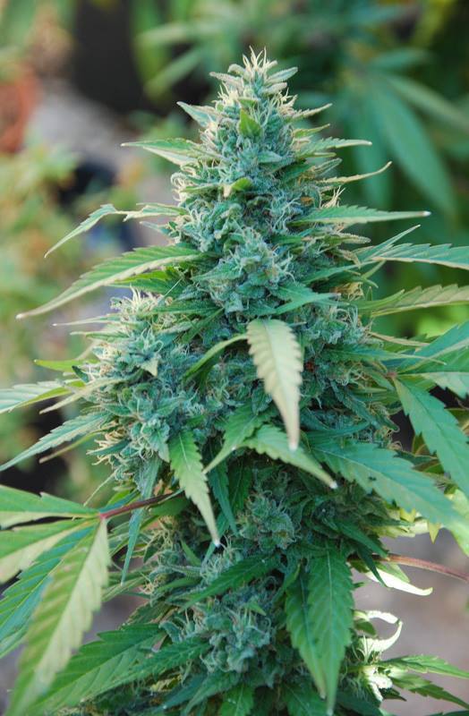 Cannabiogen Seeds - Caribe (reg.)
