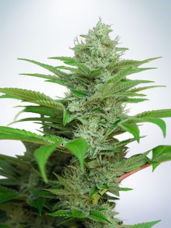 Ministry of Cannabis - Auto CBD Star (auto/fem.)