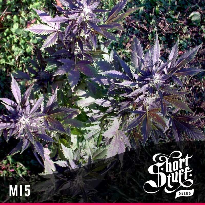 Short Stuff Seeds - Mi5 (auto/fem.)