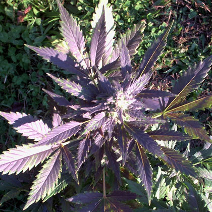 Short Stuff Seeds - Mi5 (auto/fem.)