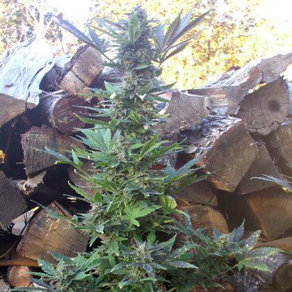 Short Stuff Seeds - Mi5 (auto/fem.)