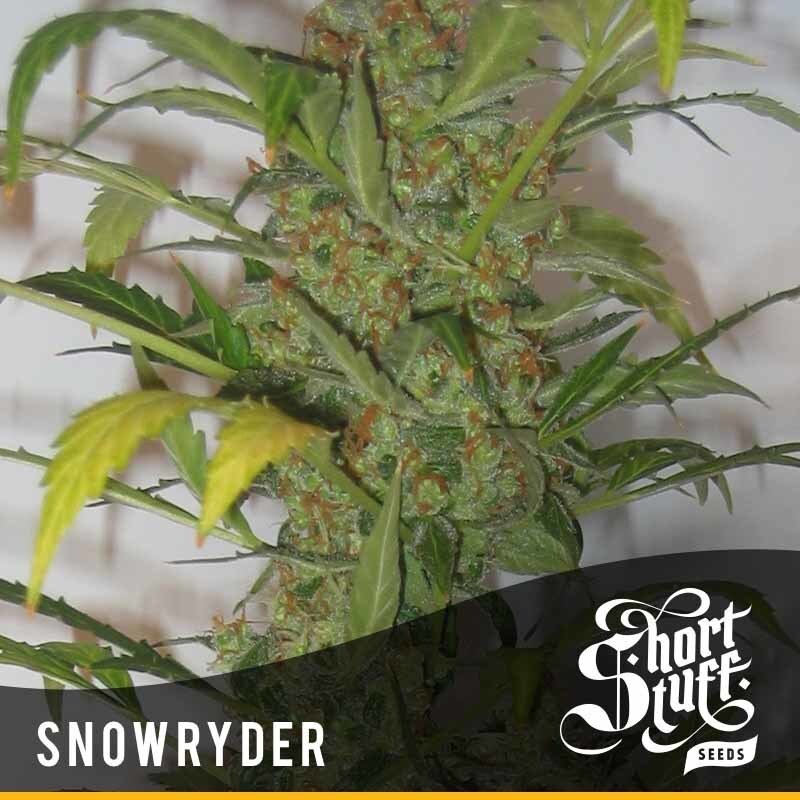 Short Stuff Seeds - Snowryder (auto/fem.)