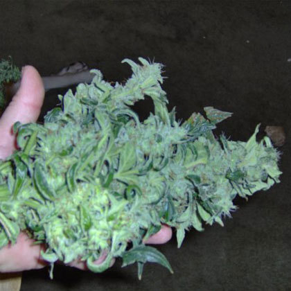 Short Stuff Seeds - Snowryder (auto/fem.)