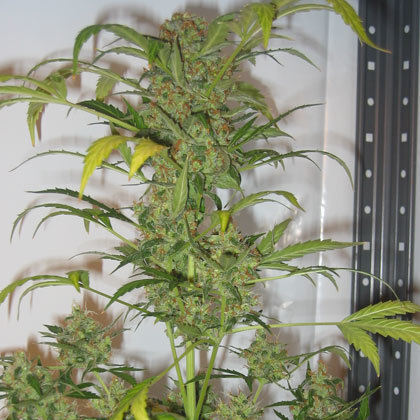 Short Stuff Seeds - Snowryder (auto/fem.)