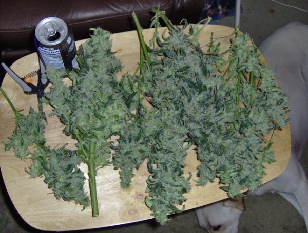 Short Stuff Seeds - Snowryder (auto/fem.)