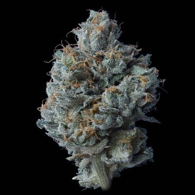 DNA Genetics - Zallah Bread (fem.) 09331