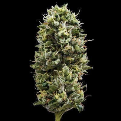 DNA Genetics - Snack Pack (fem.) 09335