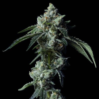 DNA Genetics - Challah Bread (fem.) 09329