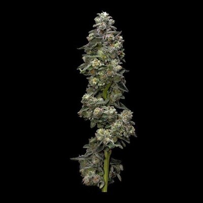 DNA Genetics - Auto Bakers Delight (auto/fem.) 09343