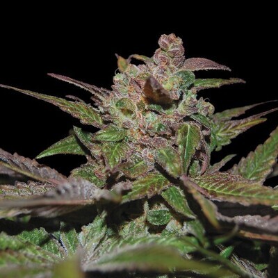 DNA Genetics - Auto Purple Wreck (auto/fem.) 09339