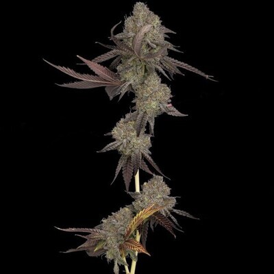 DNA Genetics - Auto DNA Cake (auto/fem.) 09341