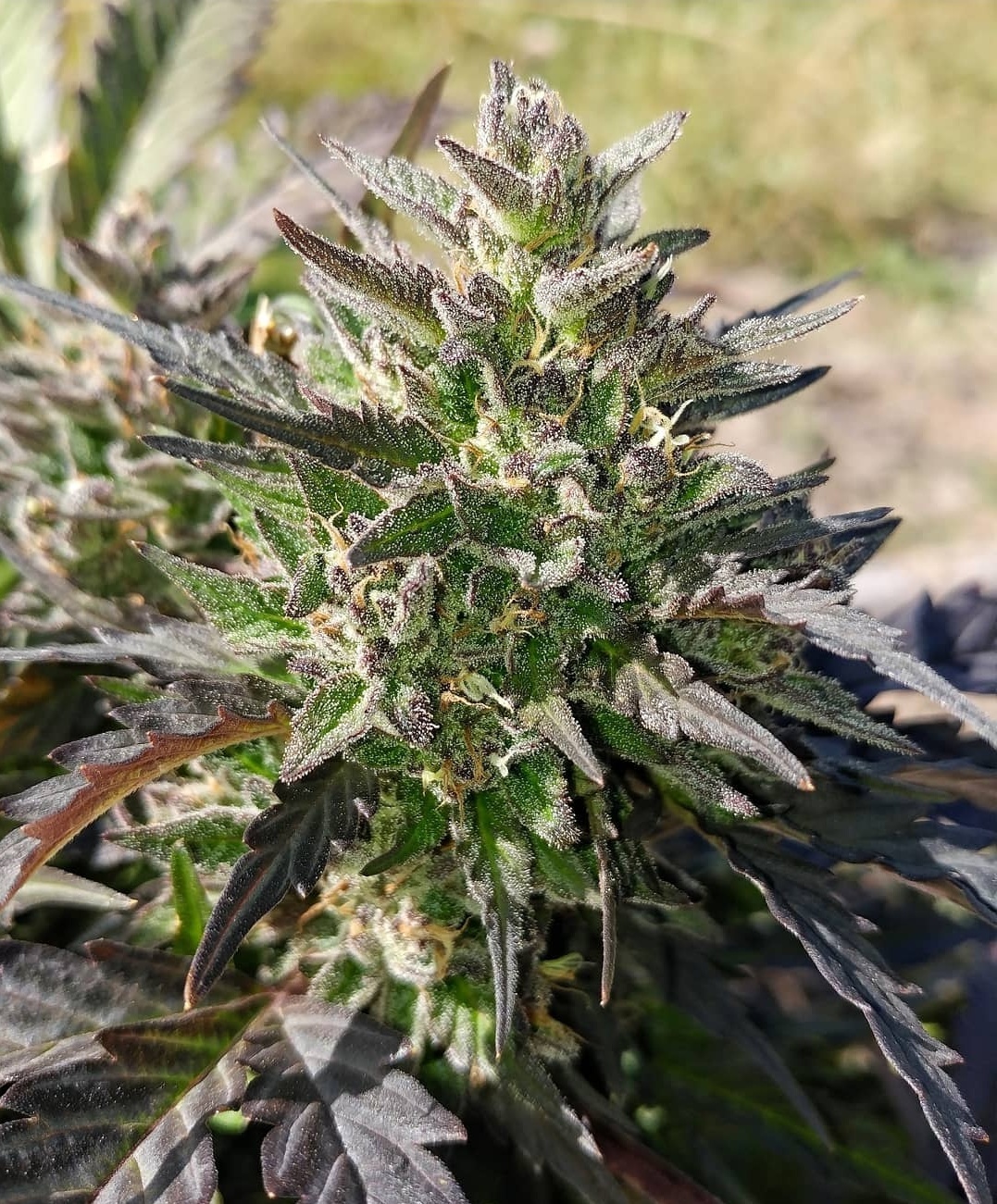 Mephisto Genetics - Creme Bubbly (auto/fem.)