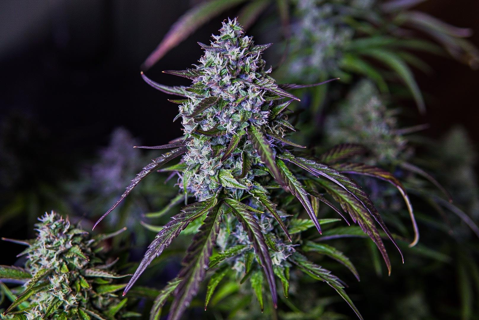 Mephisto Genetics - 3wok OG (auto/fem.)