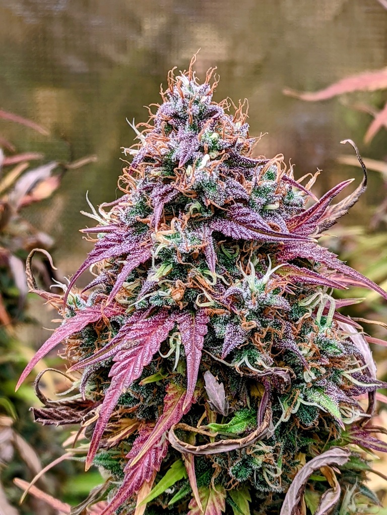Mephisto Genetics - Grizzly Crinkle (auto/fem.)