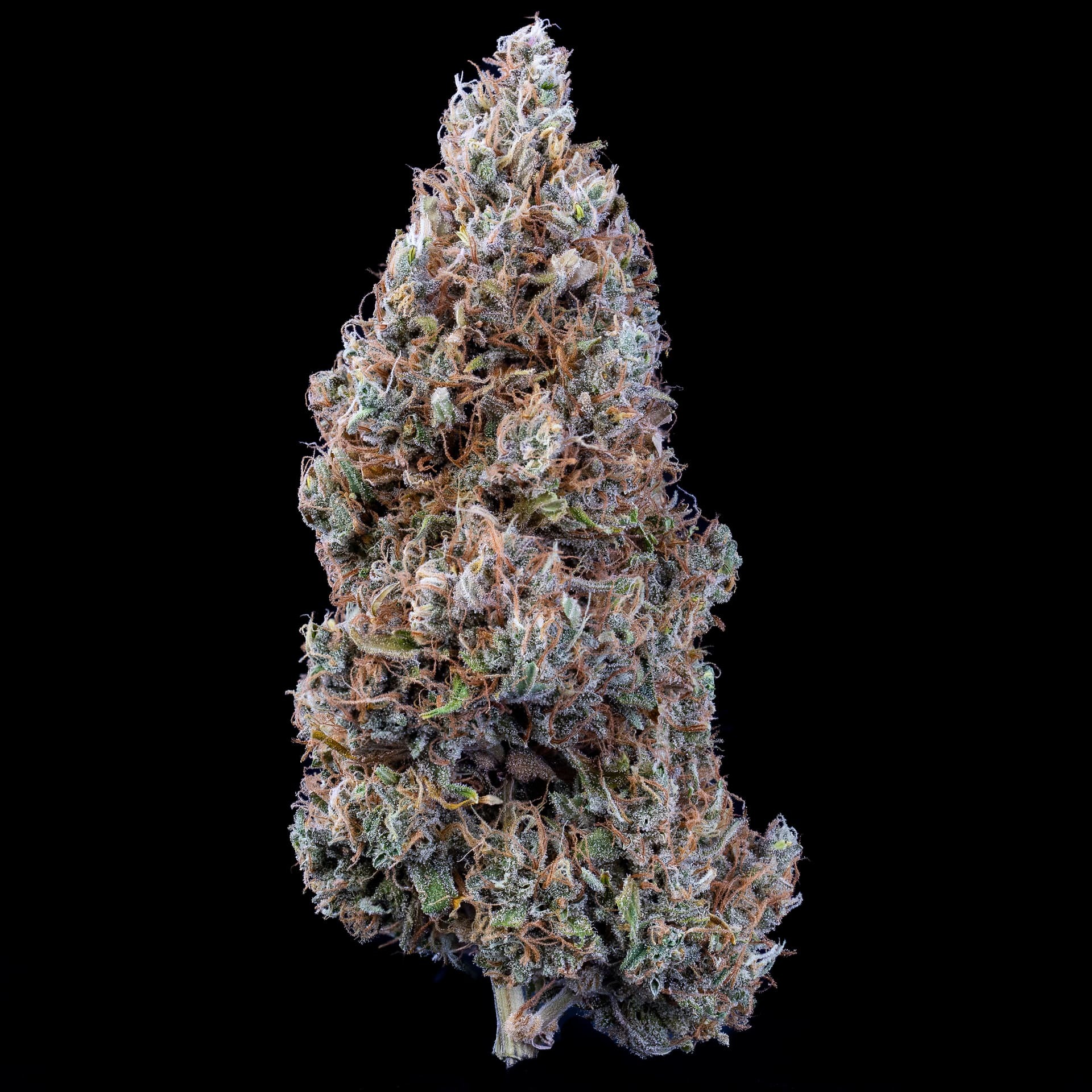 Mephisto Genetics - Bubbasquanch (auto/fem.)