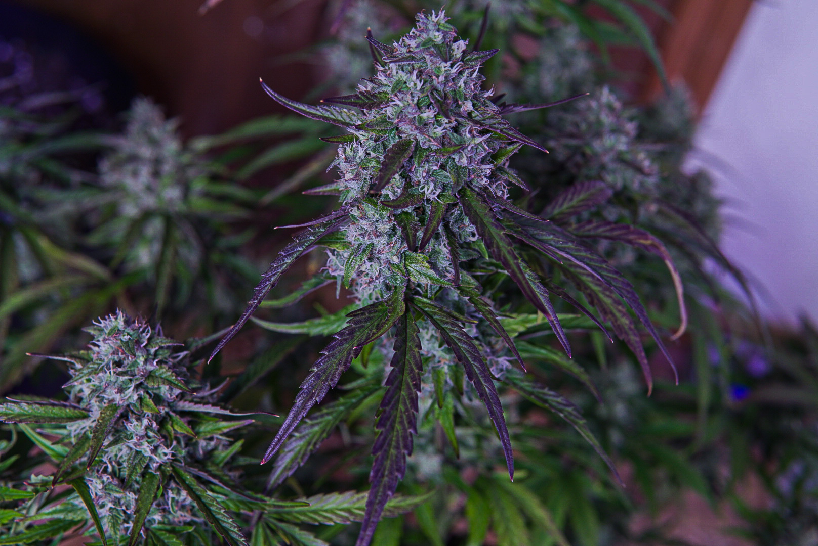 Mephisto Genetics - 3wok OG (auto/fem.)