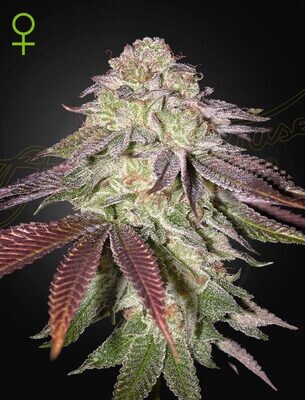 Green House Seeds - Sugarlato Auto (auto/fem.) 09359