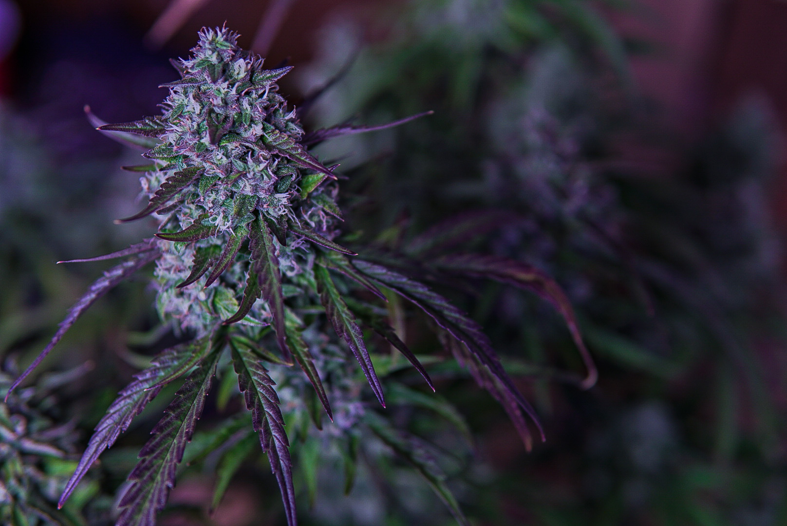 Mephisto Genetics - 3wok OG (auto/fem.)