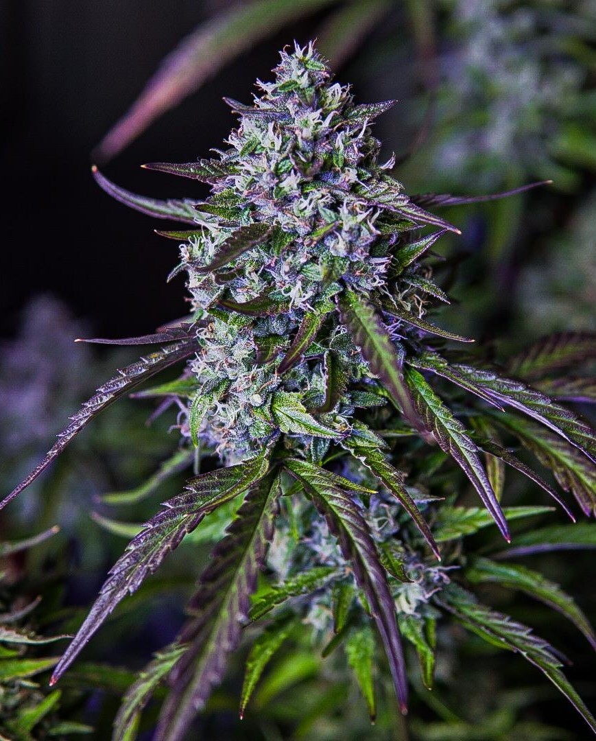 Mephisto Genetics - 3wok OG (auto/fem.)