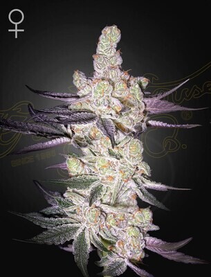 Green House Seeds - Razuberi (fem.) 09365